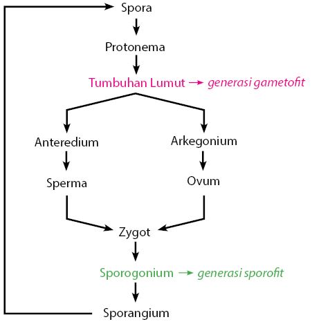 Daur Hidup Tumbuhan Lumut (Bryophyta) - UtakAtikOtak.com
